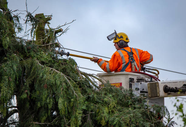 Trusted New Milford, NJ Tree Care Experts